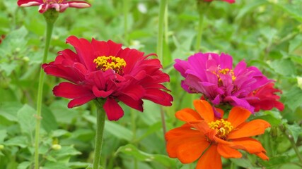 Red flowers in the garden