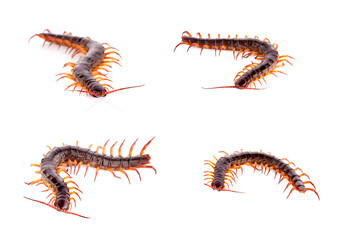 centipede isolated on white background