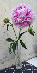 large pink peony flower in a vase