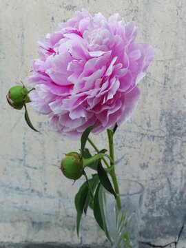 large pink peony flower in a vase