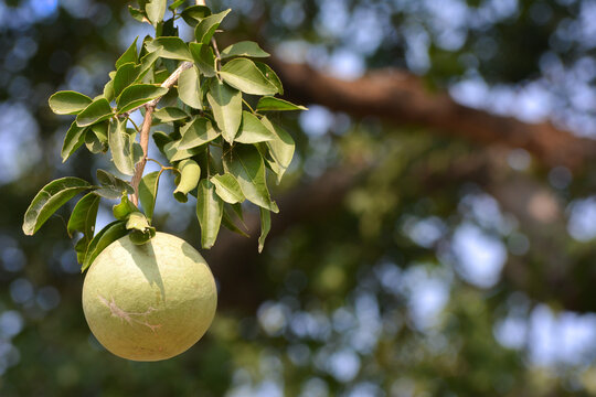 Aegle marmelos or indian bael fruit on the tree