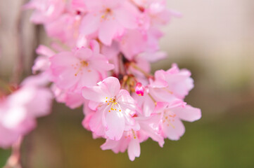 Fototapeta na wymiar しだれ桜