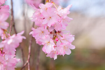Naklejka premium しだれ桜