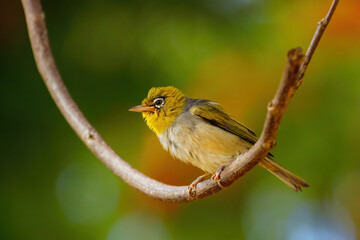 Fiji white-eye (Zosterops explorator) sitting on a tree branch