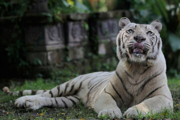 A white bengala tiger is showing a sleepy expression.
