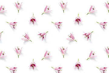 isolated pink Lilly flower bloom on white background, lilly flower flat lay