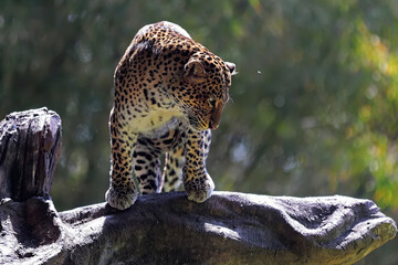 A leopard is showing vigilant behavior.