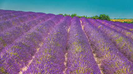 Naklejka na ściany i meble Blooming Bright Purple Lavender Flowers In Provence, France. Summer Season