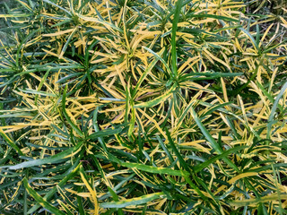 A grass-like plant called carex, with beautiful yellows and greens
