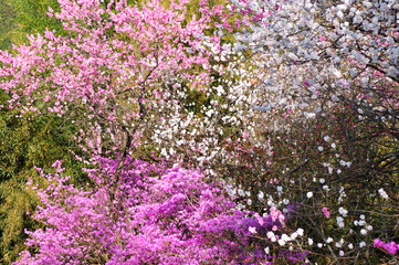桃の花とツツジ