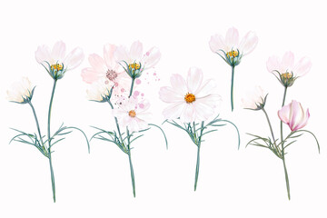 Big collection of vector white and pink cosmos flowers in watercolor style