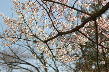 空に向かい枝を伸ばし咲く梅の花