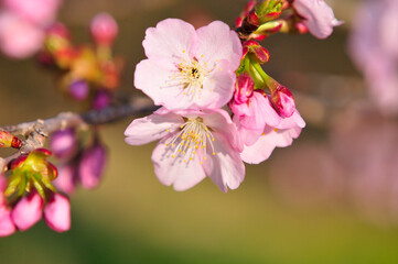 Fototapeta premium 桜