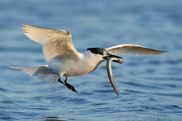 Sandwich tern (Thalasseus sandvicensis)