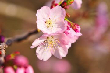 桜