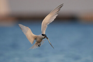 Sandwich tern (Thalasseus sandvicensis)