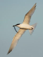 Sandwich tern (Thalasseus sandvicensis)
