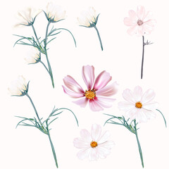 Set of vector light pink and white cosmos flowers, spring style