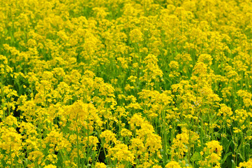 Fototapeta premium 菜の花