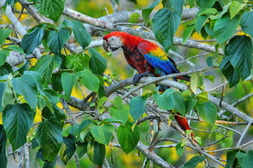 Scarlet macaw (Ara macao) eating fruit in a tree