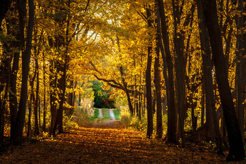 Autumn trail in the woods