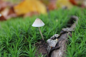 kleiner Pilz im Moos