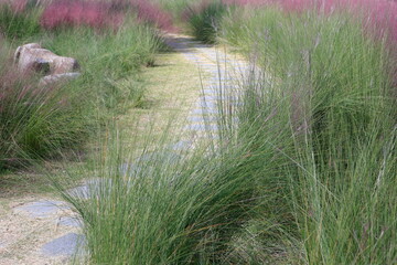 핑크뮬리그라스가 보이는 아름다운 가을 풍경