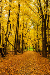 Trail through the woods at autumn