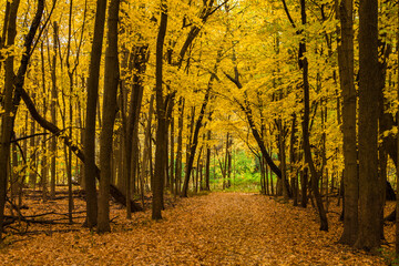 Trail through the woods at autumn