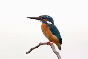 Beautiful bird in nature Common Kingfisher, Alcedo atthis, bird on the branch