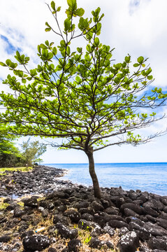 Badamier sur plage rocheuse d&rsquo;Anse des Cascades, &icirc;le de la R&eacute;union 