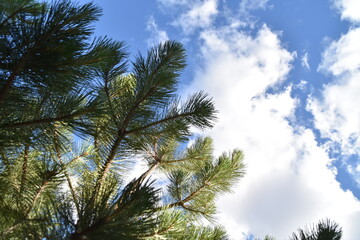 Pine trees against blue sky