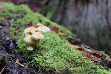 Pilze und Moos auf Baumstamm