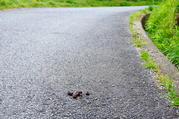 道路に放置した犬のウンコ