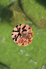 pine cone in the forest