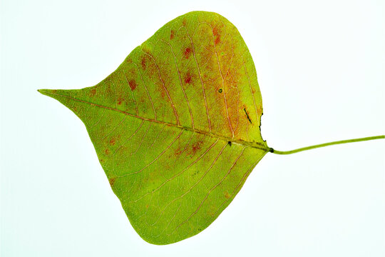 Colorful leaf of Chinese tallow (Triadica sebifera) in Japan in autumn