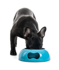 Cute funny dog eating food from bowl on white background
