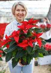 Portrait of happy woman with potted Euphorbia pulcherrima (poinsettia) in glasshouse on background with red flowering field