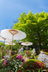 當麻寺奥院の牡丹