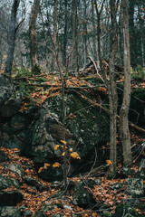 rocks in the middle of a Canadian forest