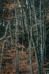 large rock with a hiking trail 