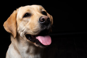 Portrait of a Labrador Retriever dog on an isolated black background.