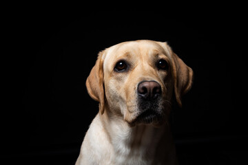Portrait of a Labrador Retriever dog on an isolated black background.