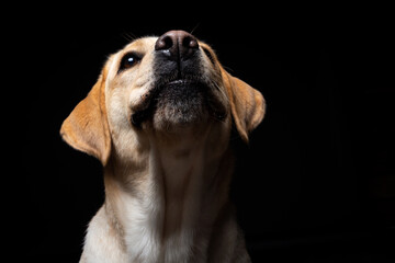 Portrait of a Labrador Retriever dog on an isolated black background.