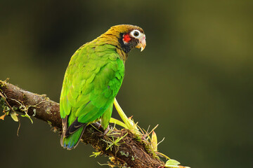 Brown-hooded parrot (Pyrilia haematotis)