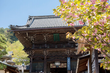 長谷寺の仁王門と桜