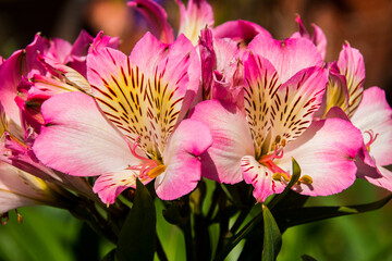 Close up of Pink Alstromerias Growing in the Garden