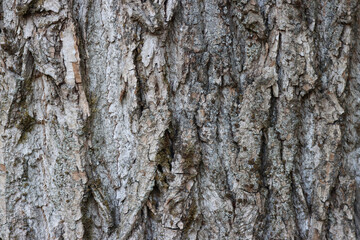 Tree bark texture.