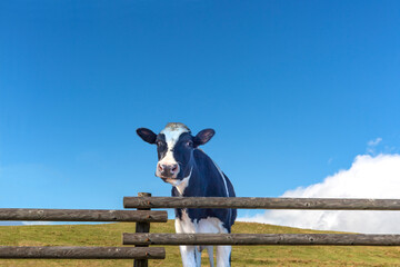 青空背景に牧場の柵から顔を出す仔牛1頭