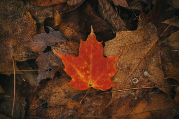 maple leaf 